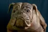Product image 2 of the product “Standing French Bulldog made from suar wood, 75cm Height. ”
